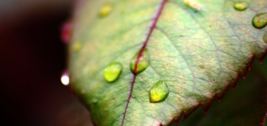 Watery Image