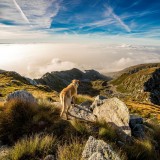 dog-190056_1280